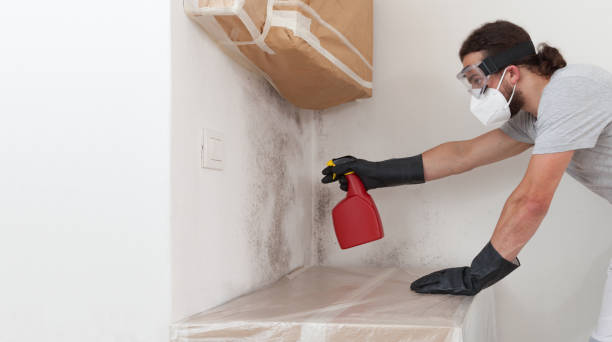 Professional Mold Remediation technician working in Fairview, TX